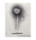 Lambda phage