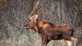 Minnesota moose embarks on great adventure, wins the hearts of thousands