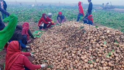 Potato growers await relief under Bhavantar Bharpai scheme