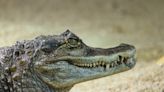 Encuentran los restos de una mujer desaparecida en la boca de un caimán