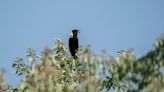 North American grassland birds in peril, spurring all-out effort to save birds and their habitat