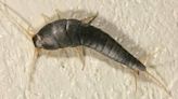 Get ready for the silverfish invasion Atlanta. Here’s what you need to know about the bugs