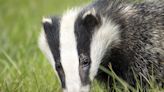 'Greatest assault on Britain's nature in our lifetime': Thousands of badgers set for slaughter in Staffordshire and Shropshire