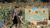 Where to find pumpkin patches in Redding area, rest of North State in time for Halloween