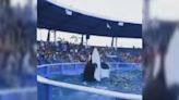 Bringing Tokitae home: How to release long-captive orca Tokitae?