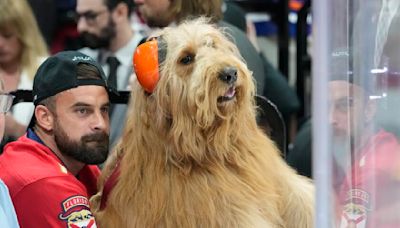 Months after sitting courtside for Lakers, Brodie the Goldendoodle on glass for Stanley Cup