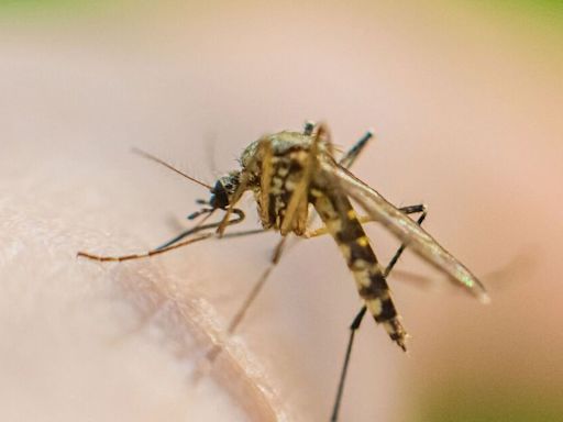 Five ‘very effective’ methods to get rid of mosquitoes - pests ‘hate’ the smell