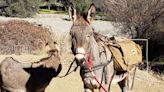 Un burro domesticado desapareció en California hace cinco años. Ahora lo vieron con una manada de alces salvajes