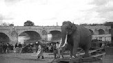 The sad, strange story of a taxidermied elephant