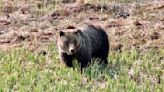 Canada man attacked by grizzly bear while tracking black bear