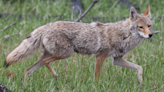 Rare Video Captures Coyote Playing with Back Yard Toys Just Like a Kid