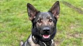 Police dog dies chasing attempted murder suspect into lake