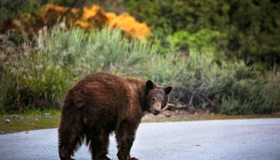 Opinion: California's bears are thriving. Here's the case for letting hunters kill more of them