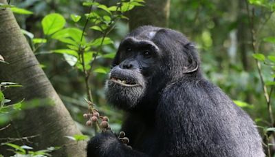 Confirmaron que los chimpancés se automedican - Diario Hoy En la noticia