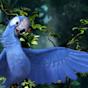 rio 2 Blu