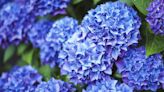 Hydrangeas grow larger and more beautiful flowers if you follow 1 essential task