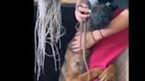 No podrás contener las lágrimas: la reacción de este 'perrito' cuando es adoptado de un refugio