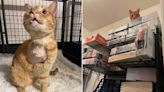 Texas cat named 'Porridge,' hit by a car, needs a home where he can climb and be loved