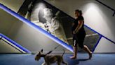 Tennis, or terriers? US Open's home hosts famed dog show