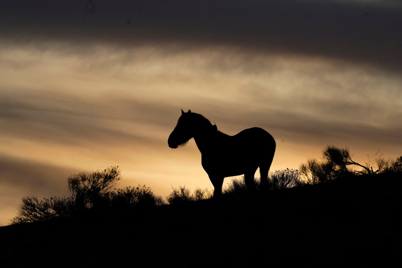 Goochland horse retirement farm owner to serve 100 days in jail for abuse of 5 horses