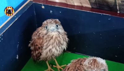 Los cernícalos se habitúan a formar parte de la fauna urbana de Alzira