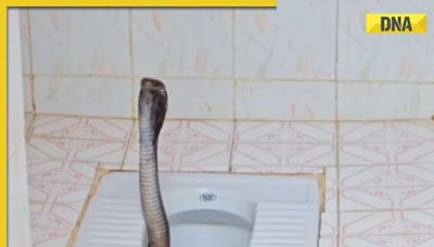 Viral video: Giant king cobra emerges from toilet, internet is petrified
