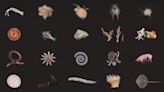 紐西蘭深海發現100新物種 神秘星形生物、黑色珊瑚現身