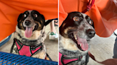 Internet obsessed with "dramatic" dog who hides under table during party