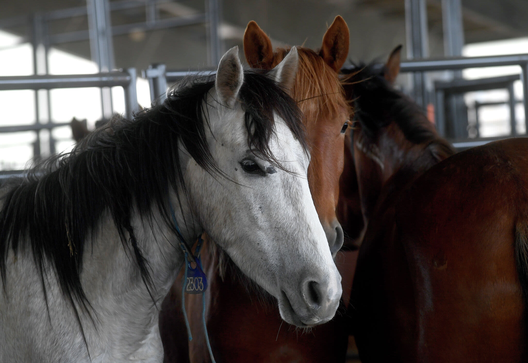 Photos: Mustangs and burros for sale at Ford Park