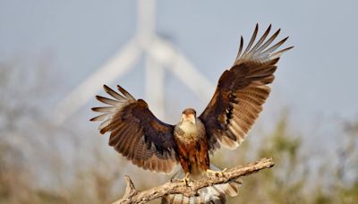 Experts debunk Trump claim that wind energy is killing many U.S. birds