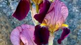Nevada County Captures: Iris in bloom