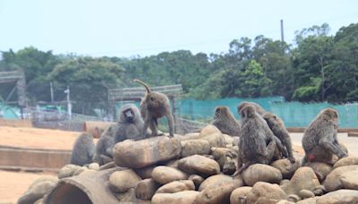 東非狒狒餘波 動保團體指控六福村動物園濫訴追殺