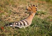 Hoopoe