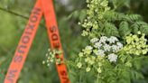 King County warns of spread of toxic weed poison hemlock