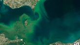 To reduce harmful algal blooms and dead zones, the US needs a national strategy for regulating farm pollution