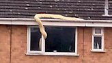 Snake on a pane: 18ft python slithers into bedroom window