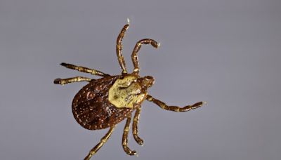 It’s tick season in Colorado: Here’s how to protect yourself and your pets