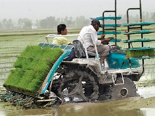 Paddy sowing up 7% this kharif season