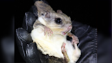 Biologists studying elusive Kansas flying squirrels make surprising discovery