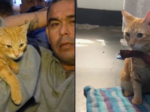 Entre rejas pero libre de culpa: Sony, el gato que se robó el corazón de miles desde una cárcel de Perú