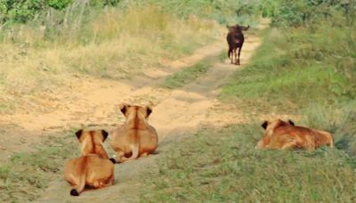 Video: Wildebeests Walking Up to Four Lionesses Ambushed by a Fifth in Hiding