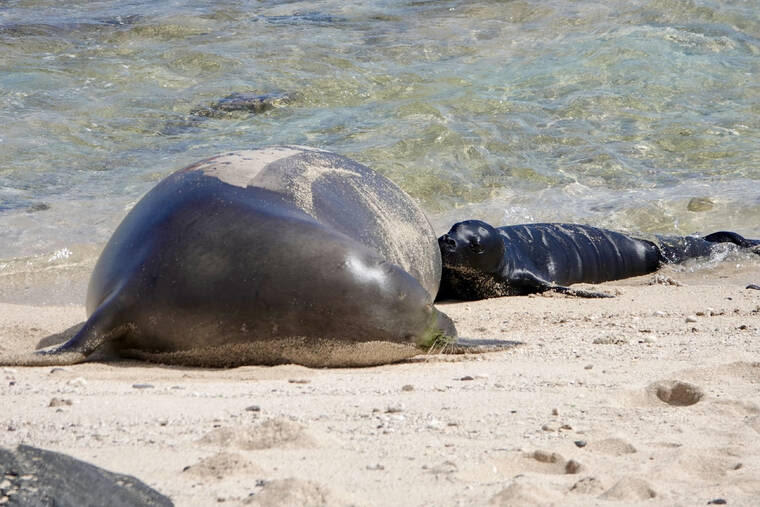 Dog attack suspected in Hawaiian monk seal pup death