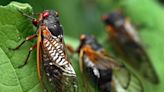 911 call frenzy as cicadas invade South Carolina towns