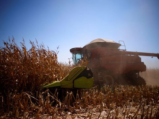 Safras recorta un 2% previsión de cosecha de maíz en Brasil