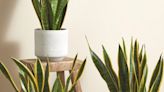 How to care for a snake plant – the houseplant anyone can keep alive