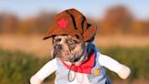 Adorable Pug Trick-or-Treating as a Cowboy Is Totally Irresistible