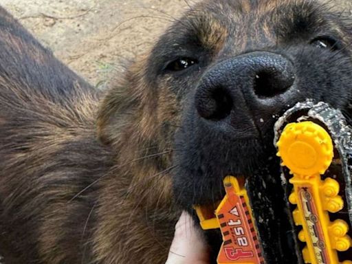 Stray dog melts hearts by thanking man that feeds her every day with gifts