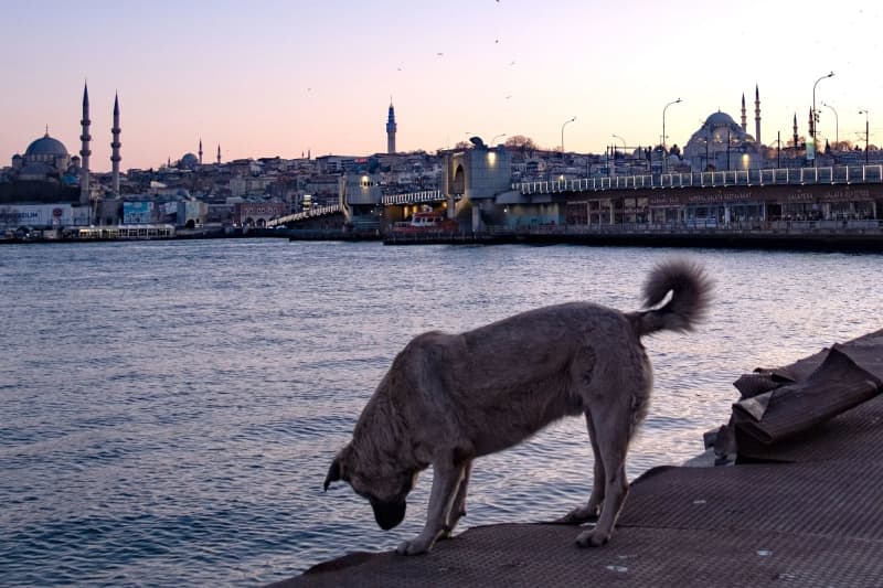 Turkish main opposition applies to cancel controversial stray dog law