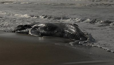 Hallaron el cuerpo de una ballena joven en las playas de Pinamar: investigarán las causas de su muerte