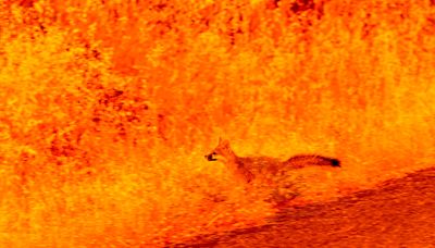 人類害的！狐狸陷火海畫面怵目驚心 加州1男子涉縱火被捕